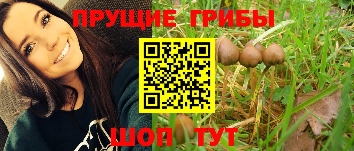Галлюциногенные грибы прущие грибы  Вход с VPN  Артём  Галлюциногенные грибы Psilocybine cubensis 